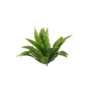 Aloe Vera Stem UV Stabalised - 20cm