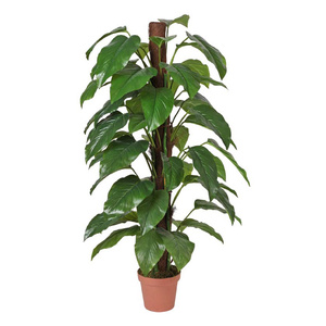 Artificial Money Plant (Aureus) - 155cm