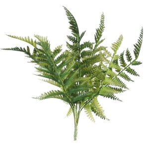 Dryopteris Fern Stem - 30cm