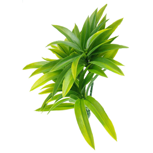 Dracaena (Yucca) Stem UV - 30cm