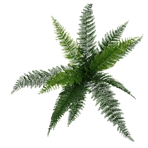 Dense Fern Stem - 45cm