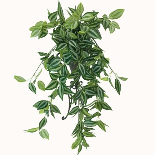 Philodendron Hanging Garland Bush - 80cm - Mixed White and Green
