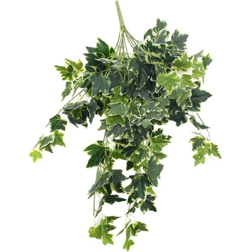 Mixed Green And White Tipped Ivy Bush - 100cm