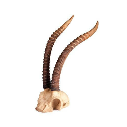 Gazelle Horns Tribal Art Decor - Polyresin - 26x16cm